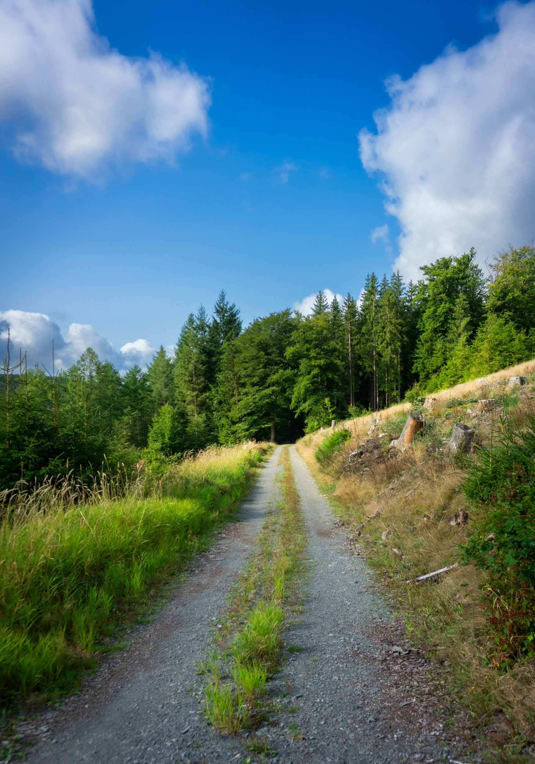 A dirt road lined with trees and grass creating a peaceful natural setting