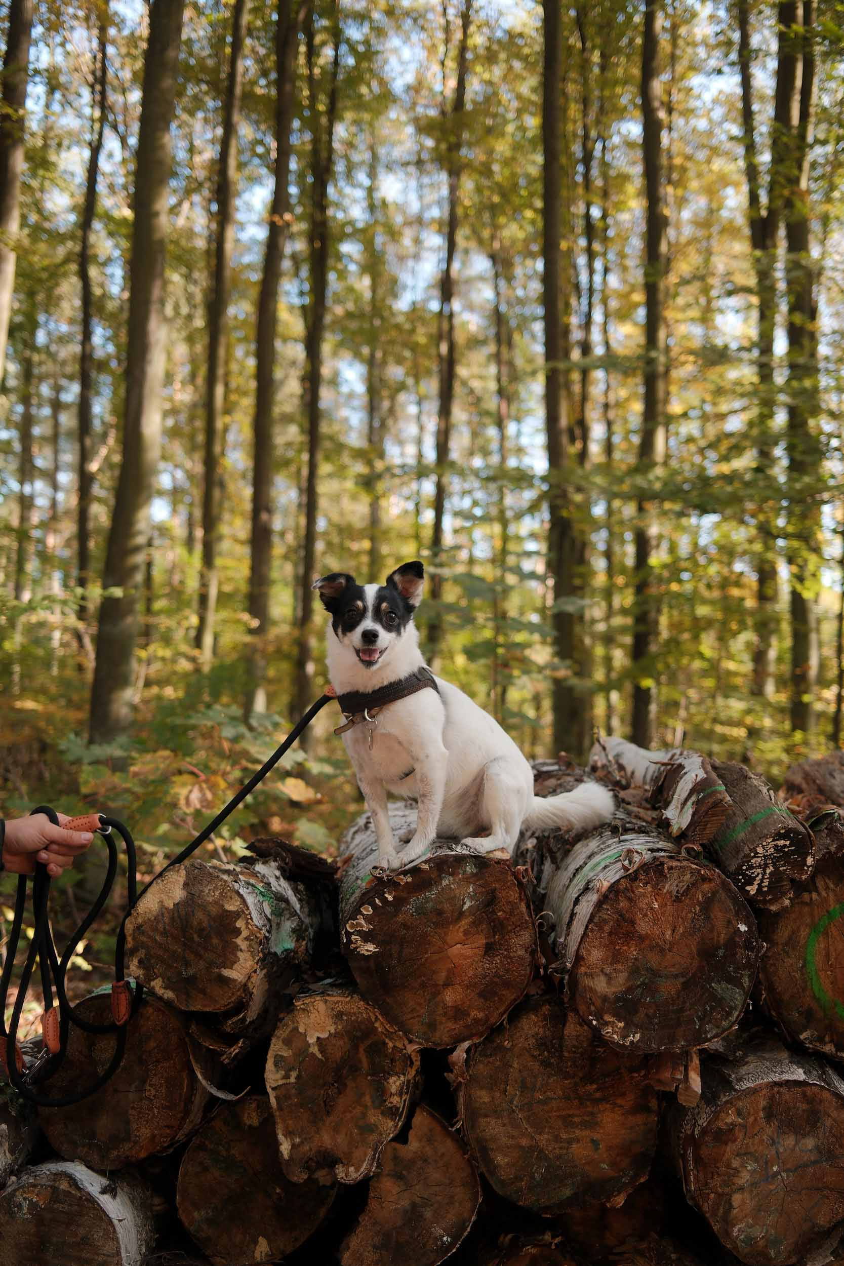 A dog sitting on a pile of logs in a wooded area surrounded by trees and dappled sunlight 1