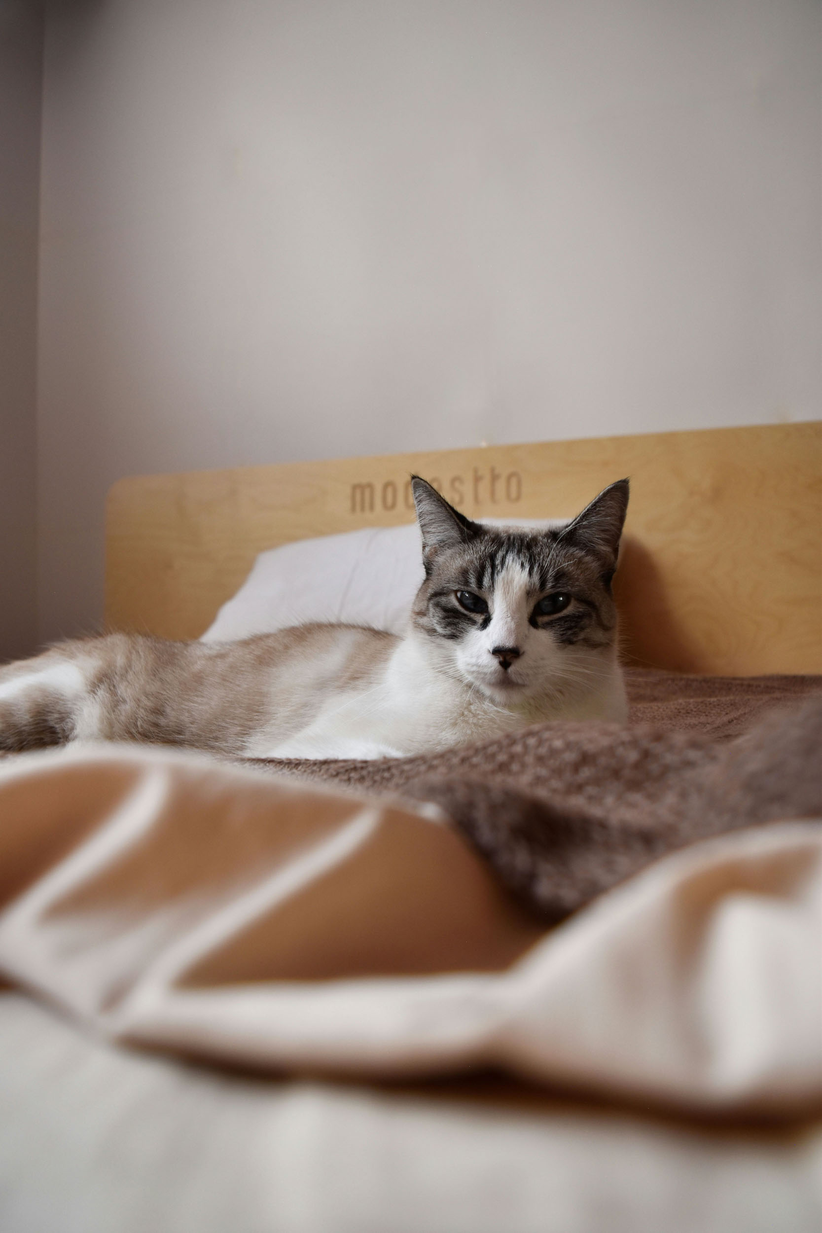 A fluffy cat lounging comfortably on a cozy bed enjoying a peaceful moment 1