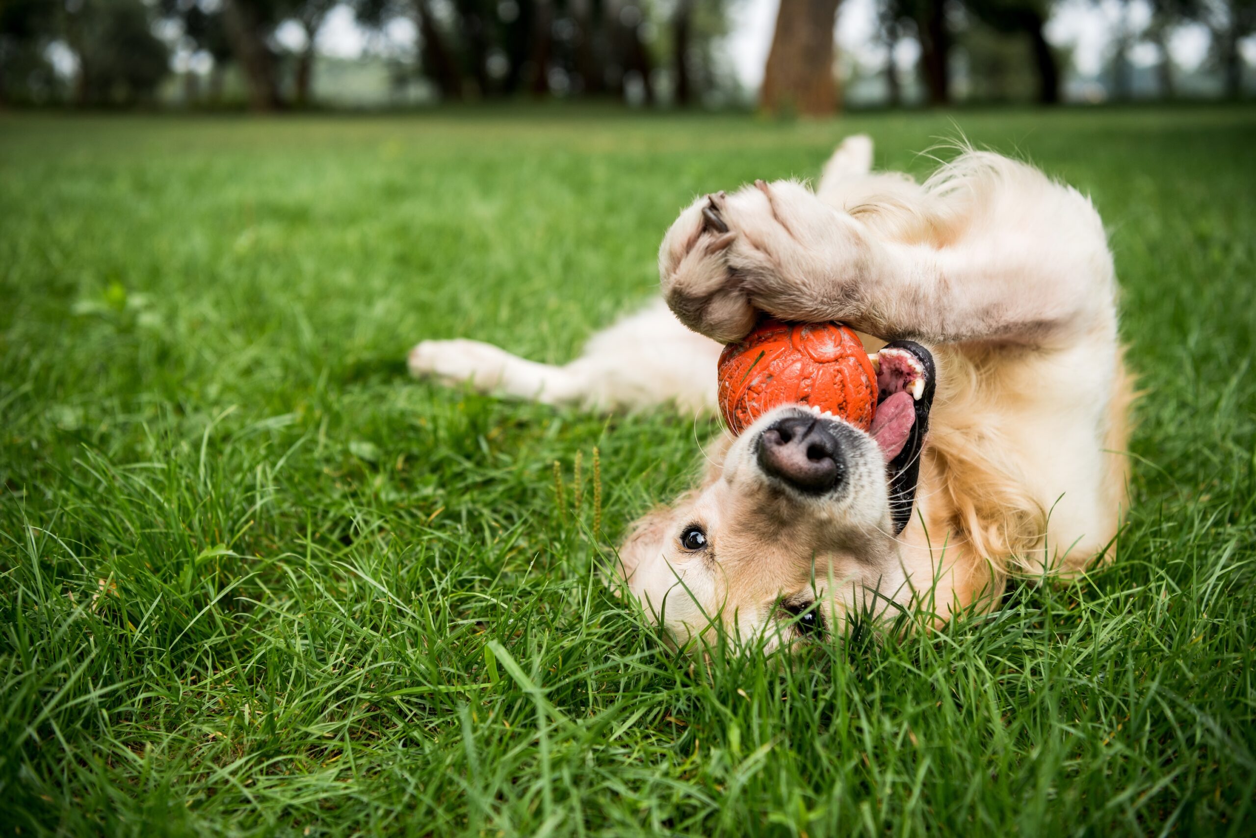 golden retriever dog playing with rubber ball on green lawn