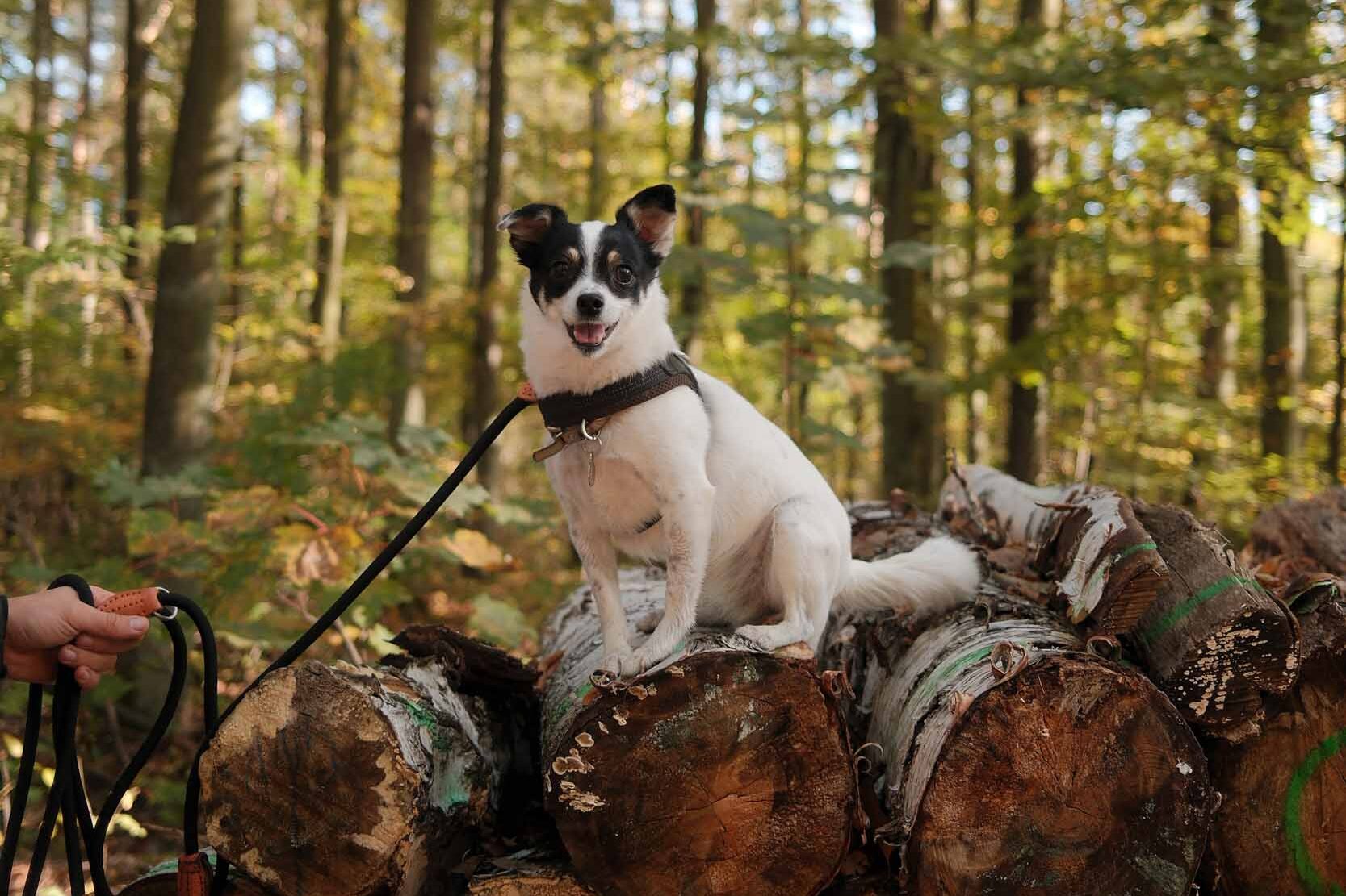 A dog sitting on a pile of logs in a wooded area surrounded by trees and dappled sunlight 1 edited
